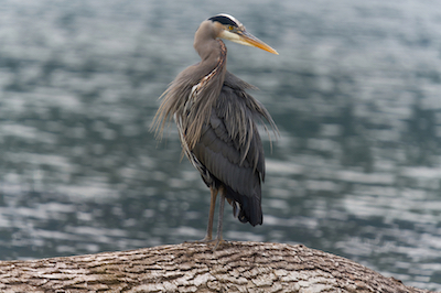 heron puffed